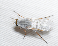 Pandivirilia