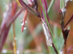 Crambus hamella