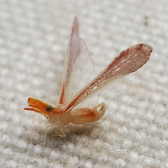 Shellenius ballii