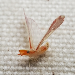Shellenius ballii