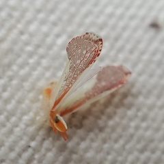 Shellenius ballii