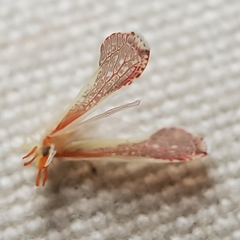 Shellenius ballii