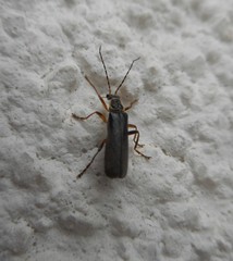 Cantharis pagana