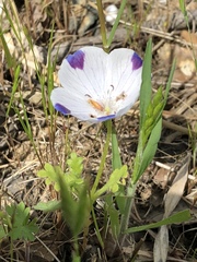 Nemophila maculata