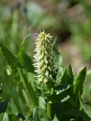Veronica ritteriana