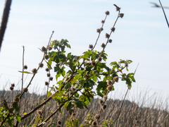 Hibiscus diversifolius rivularis