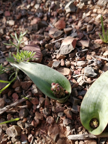 Image of Lachenalia aurioliae by (c) Danie Palm, some rights reserved (CC BY)