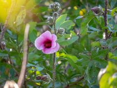 Hibiscus diversifolius rivularis