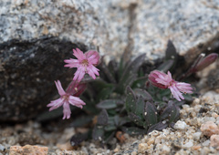 Silene krantzii