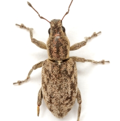 Tanymecus confusus