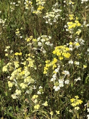 Triphysaria versicolor