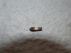 Epiblema tripartitana