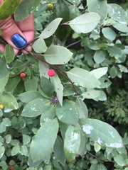 Ilex mucronata image