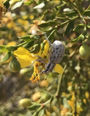 Ophryastes argentatus