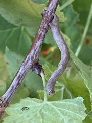 Hypomecis punctinalis