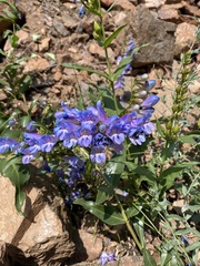 Penstemon