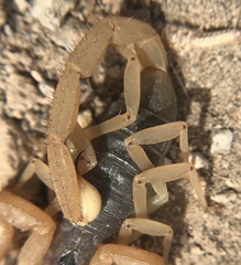 Smeringurus vachoni