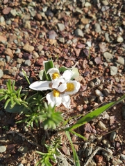 Moraea falcifolia