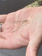 Chalcolestes viridis