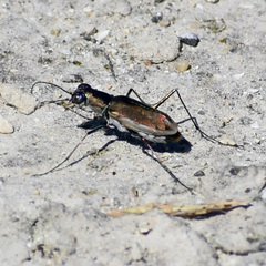 Ellipsoptera