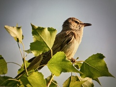 Acrocephalus arundinaceus