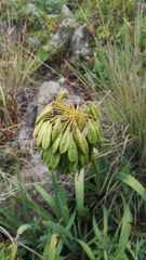 Agapanthus caulescens