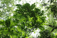 Toxicodendron trichocarpum