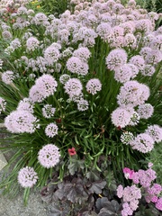 Rhizirideum