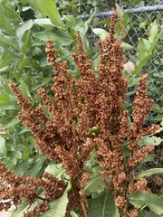 Rumex