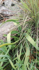 Agapanthus caulescens