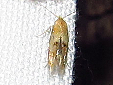 Bucculatrix coronatella
