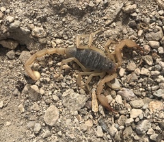 Smeringurus vachoni