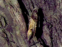 Walshia miscecolorella