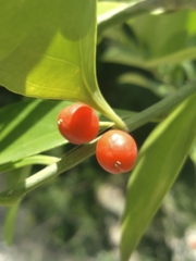 Schaefferia frutescens