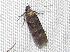 Chionodes thoraceochrella