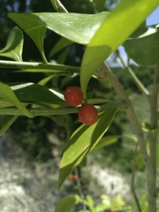 Schaefferia frutescens