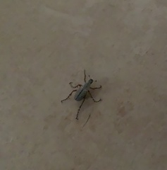 Macrodactylus mexicanus