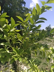 Schaefferia frutescens