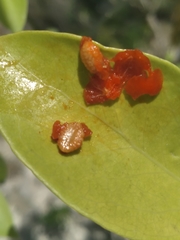 Schaefferia frutescens