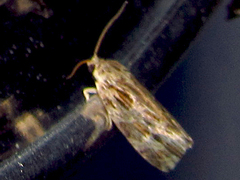 Phaecasiophora confixana