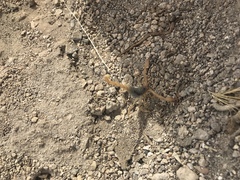 Smeringurus vachoni