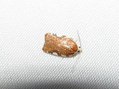 Acleris semiannula