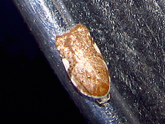 Acleris semiannula