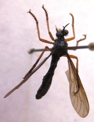 Dioctria oelandica