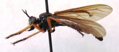 Dioctria oelandica