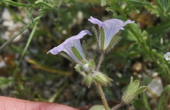 Phacelia douglasii