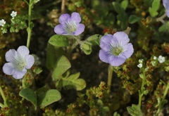 Phacelia douglasii