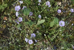 Phacelia douglasii