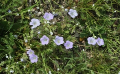Phacelia douglasii