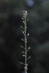 Lepidium graminifolium